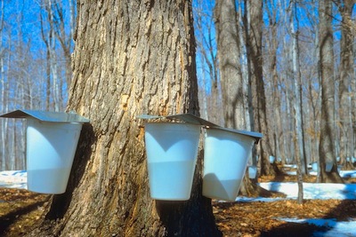 https://fhnc.z2systems.com/neon/resource/fhnc/images/maple-syrup-trees.jpeg